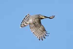 Shinned: Sharp-shinned Hawk