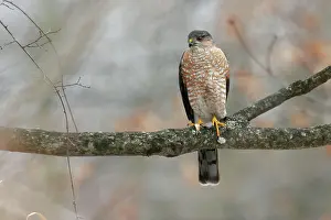 Shinned: Sharp-shinned Hawk - adult