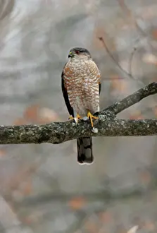 Shinned: Sharp-shinned Hawk - adult