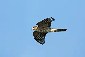 Shinned: Sharp-shinned Hawk - adult