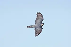 Shinned: Sharp-shinned Hawk - Adult