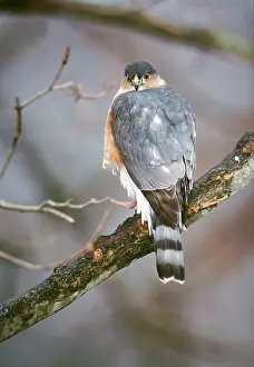 Shinned: Sharp-shinned Hawk - adult