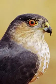 Shinned: Sharp-shinned Hawk - adult bird with gray nape and red eye