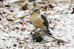 Shinned: Sharp-shinned Hawk - adult. Killing and eating a starling