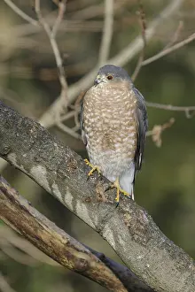 150617: Sharp-shinned Hawk Adult perched while hunting