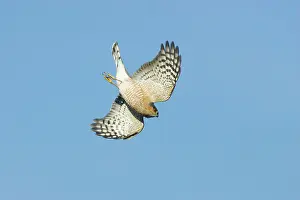 Shinned: Sharp-shinned Hawk - diving