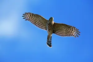 Shinned: SHARP-SHINNED HAWK - IN FLIGHT