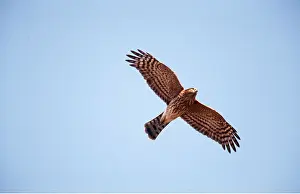 Hawks: SHARP-SHINNED HAWK - IN FLIGHT