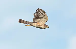 Shinned: Sharp-shinned Hawk - immature in flight