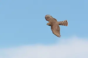 Shinned: Sharp-shinned Hawk - immature in flight