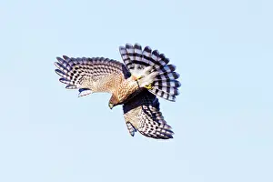 Shinned: Sharp-shinned Hawk - Immature in flight - Smallest