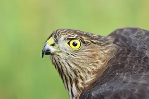 Shinned: Sharp-shinned Hawk - immature with yellow eye