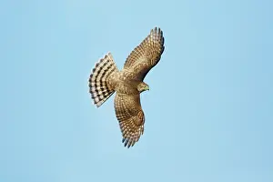 Shinned: Sharp-shinned Hawk - juvenile