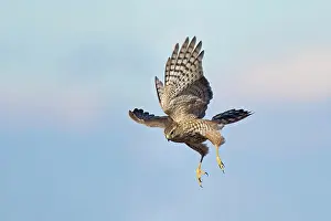 Shinned: Sharp-shinned Hawk - juvenile