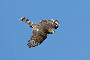Shinned: Sharp-shinned Hawk - juvenile