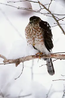 Hawks: SHARP-SHINNED HAWK - juvenile on branch, in snow