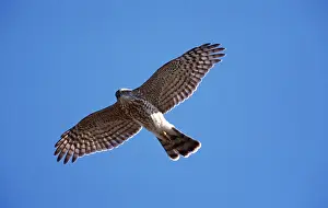 Hawks: SHARP-SHINNED HAWK - juvenile in flight