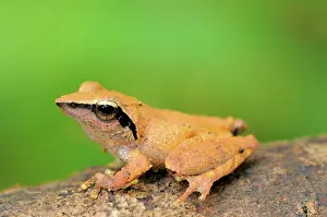 Sinharaja: Sharp-snouted Shrub Frog