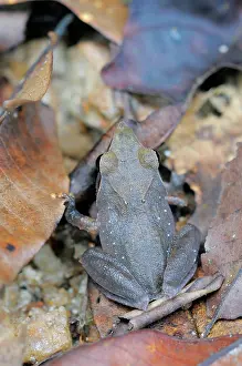 Sinharaja: Sharp-snouted Shrub Frog