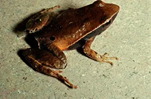 Torrent: Sharp-snouted torrent frog - formerly found in