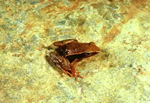 Torrent: Sharp-snouted torrent / Sharp-nosed day frog