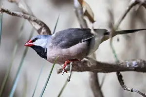Poephila: Sharp-tailed Amadine (Poephila acuticauda)