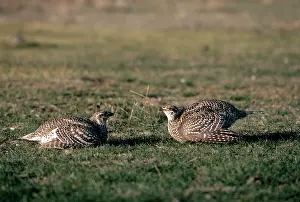 Boundary: Sharp-tailed Grouse - two males facing across boundary