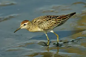 Acuminata: Sharp-tailed Sandpiper