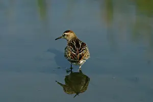 Acuminata: Sharp-tailed Sandpiper