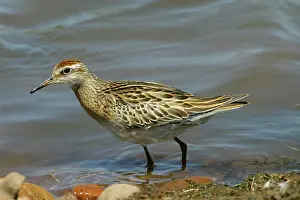 Acuminata: Sharp-tailed Sandpiper