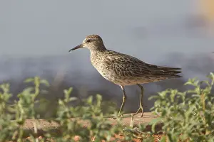 Acuminata: Sharp-tailed Sandpiper