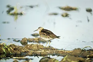 Jack Bailey: Sharp-tailed Sandpiper