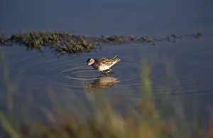 Acuminata: Sharp-tailed Sandpiper