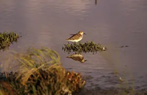 Acuminata: Sharp Tailed Sandpiper