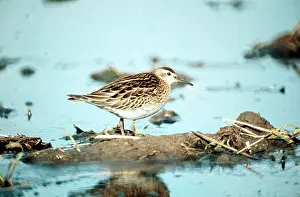 Jack Bailey: Sharp Tailed Sandpiper