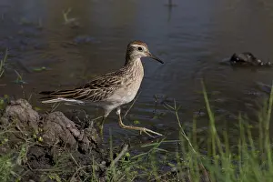Peppimentari: Sharp-tailed Sandpiper - in winter plumage - Walking