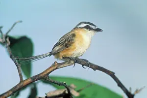 Tyrant: Sharp-tailed TYRANT