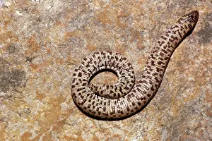 Wiegmanns: Sharp-Tailed Worm Lizard