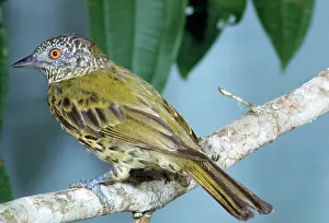 John Dunning: SHARPBILL
