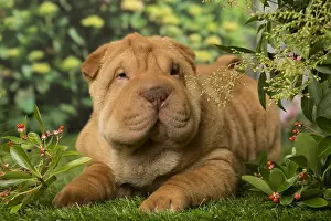 Peis: Sharpei dog outdoors in the garden