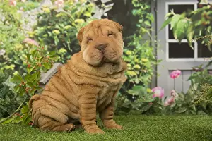 Peis: Sharpei dog outdoors in the garden
