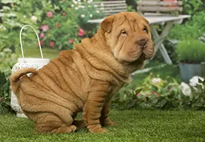 Peis: Sharpei dog outdoors in the garden