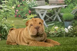 Peis: Sharpei dog outdoors in the garden