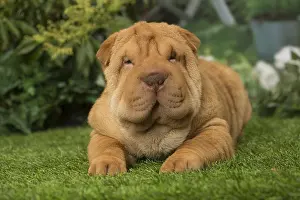 Peis: Sharpei dog outdoors in the garden
