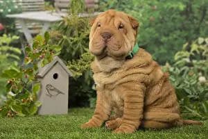 Peis: Sharpei dog outdoors in the garden