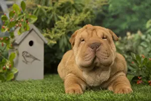 Peis: Sharpei dog outdoors in the garden