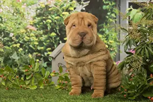 Peis: Sharpei dog outdoors in the garden