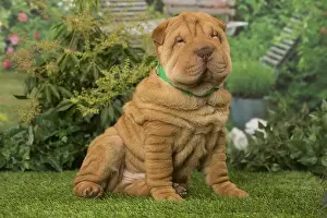 Peis: Sharpei dog outdoors in the garden