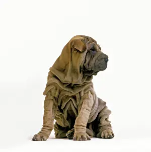 Sharpei: Sharpei Dogs - puppy