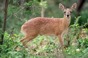 Raphicerus: SHARPE'S GRYSBOK